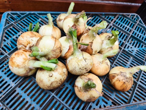 フルーツのような瑞々しさと透明感、新玉ねぎ（約1.5kg)