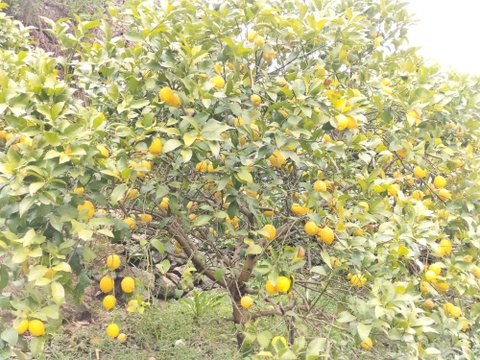 【広島県産】春レモン約４㎏
　香り高く、果汁たっぷり!