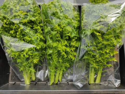 ✨お肉が劇的にうまくなる！🍃採れたてわさびリーフ約1.2kg　農薬・化成肥料不使用✨