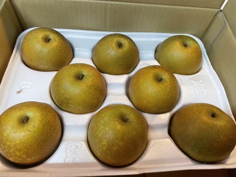 残りわずか(レビュー希望価格！)鳥取県産「甘太(かんた)」2.5キロ(6-9玉)、出荷開始！たにがみ農園☆果汁あふれる梨！新しい品種で希少な為なくなり次第終了！谷上農園、鳥取県鳥取市佐治町産