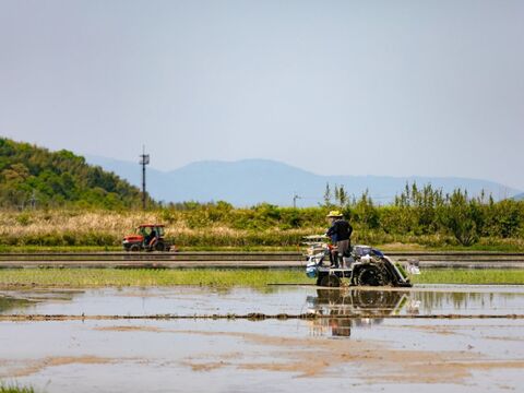 【令和4年産特別栽培米】十代目松治 滋賀県産きぬむすめ「縁起の竜王米」 白米10kg(5kgx2袋)