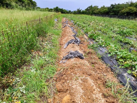 絹の様な滑らかさ！サツマイモ「シルクスイート」1.5kg