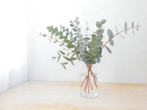 爽やかな深呼吸♪フレッシュユーカリ枝物セット(品種ミックス/30～40㎝/10本)アレンジにも