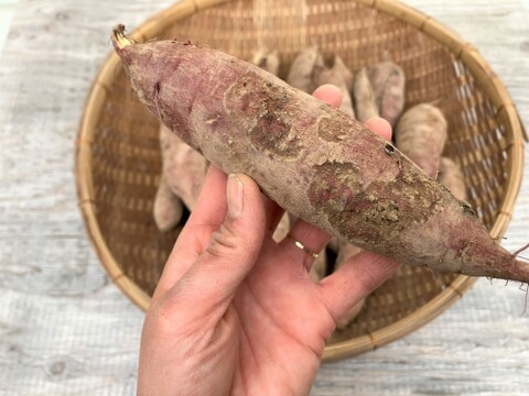 自然栽培〈規格外べにはるか10㎏・訳ありべにはるか10㎏セット〉大分県産さつまいも 20kg