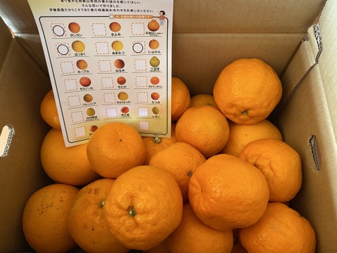 【食べ比べ】3～4種類の春みかん詰め合せ♪春かんきつお楽しみ箱【家庭用(訳あり)】5kg zzz2-5