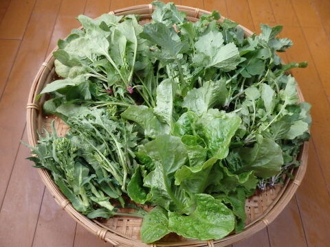 【自然栽培】高原の春野菜セット（5～6品目）