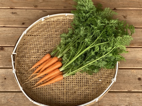 農薬・化学肥料不使用　葉付き人参　1ｋｇ