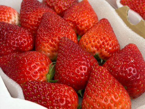 【四つ星級の甘さ】福岡県産よつぼし500g｜福岡県エコ農産物認証！