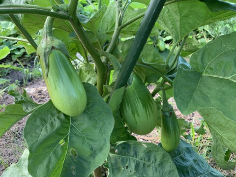 自然栽培】会津伝統野菜含む5~8種類 旬のお野菜セットMサイズ：福島県