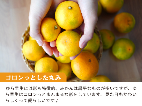 ゆら早生（みかん）5kg家庭用｜和歌山生まれの極早生みかんの最高傑作