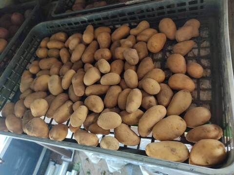🥔どの組み合わせが届くかお楽しみ！旬のじゃがいも2品種食べ比べセット 約2kg｜農薬・化成肥料不使用🥔