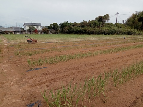 甘くて美味しい黒にんにく120ｇ×4パック