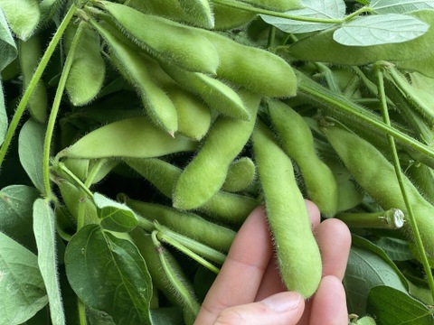 【福袋2025】　焼くだけ御馳走アスパラ500ｇ＆むっちり枝豆3袋セット（本州の方限定）