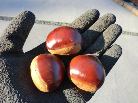 【ねっとり甘い栗 大粒のみ厳選】甘く香り高い栗　岸根　農薬不使用  無肥料  除草剤不使用 約900g