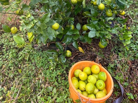 皮ごとOK！安心オーガニックレモン2Kg(和歌山県産有機JAS認証檸檬)