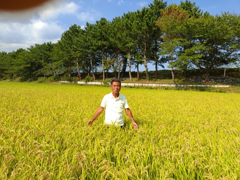 令和７年新米「はるみ」10Kg 　先着5名様限定　特別栽培米　冷めても美味しい