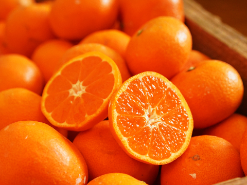 蔵出しみかん晩生10kg｜日本農業遺産認定の和歌山県海南市下津町の特産品