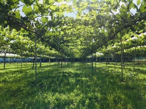 【農薬節約栽培】 ブラックビート(種なし) 2キロ箱　山梨県産
