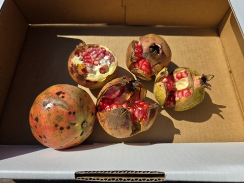 ★ラスト最終品！！　自然栽培　日本甘ザクロ　柘榴　1キロ　即発送　チルド便　冷蔵/冷凍専用箱