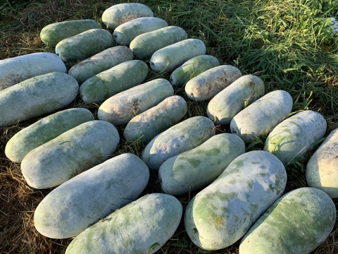 【自然栽培】固定種 大玉冬瓜１玉 5kg以上★農薬・肥料不使用