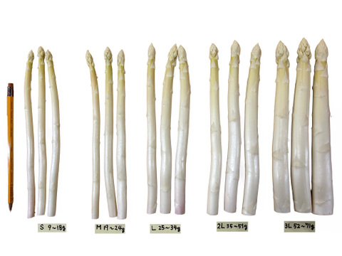 (W2L&GLM)[有機JASホワイトアスパラ2L&グリーンLM]カルデラの貴婦人&貴公子(北海道)(春芽)