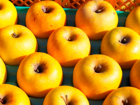 極上の甘さ【はるか】家庭用✨りんご農家が感動！希少品種♡