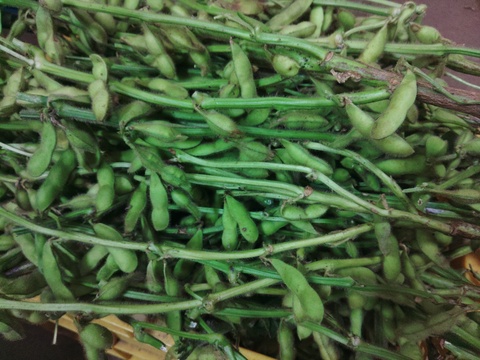 農薬不使用、無肥料栽培、希少!　山梨県上野原産　津久井在来枝豆（枝付き）１ｋｇ
