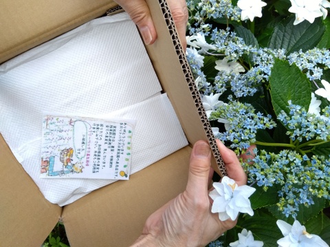 【福袋2025】【贈答用】【特秀品】【秀品】【夏ギフト】”朝積みブルーベリー1kgと煮え立てブルーベリージャム1瓶”　農薬・肥料・除草剤不使用