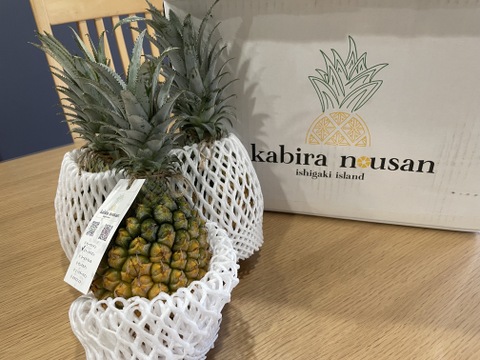 【糖度20度越え！】味に自信あり！ちぎって食べれる！【石垣島産】パイナップル ボゴールスナックパイン 3玉 2.5〜3.5kg