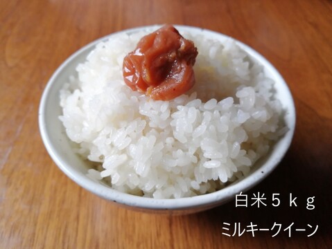 新米2020 黄金の実り【5kg】京都産ミルキークイーン 【玄米ご希望の方は備考欄よりリクエストおねがいいたします。】