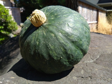 日テレ出演で話題沸騰💡【幻の葉隠れかぼちゃ】女性に大人気！最高糖度40度オーバー限界ギリギリまで糖化させた幻のカボチャ🎃寛永鶴見ブランドお試し大玉1個【夏ギフト】