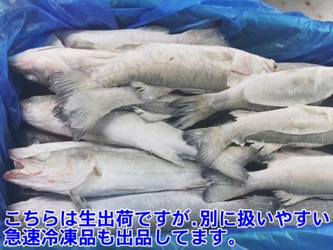 セッパ（スズキの幼魚）🐡生出荷 ８ｋｇ（約44匹 ）鮮魚セット 長さ平均約26cm🌟重さ平均約180g 焼き魚に水揚げ当日に出荷 BBQで牡蠣🦪と一緒に焼き魚 生食も可能刺身も出来ます