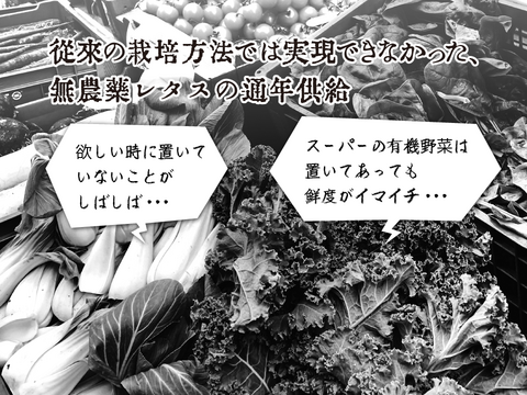 新鮮！採れたて！農薬・化学肥料不使用！レタスの定期便 8個セット