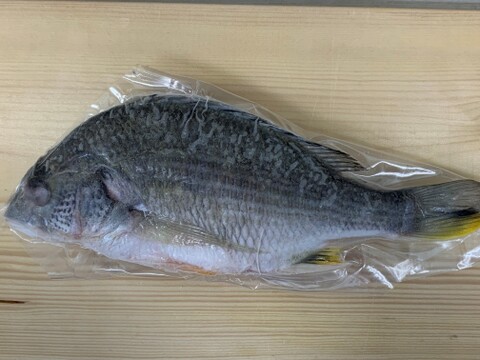 【食べ比べ】鮮魚４種セット（イシモチ・ニベ・クロダイ・キビレ）【下処理済】