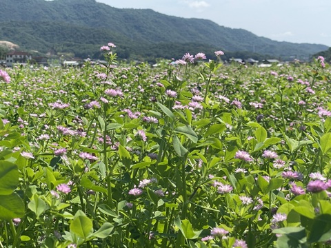 🔵予約販売🔵令和6年産 新米　化学肥料不使用‼️クローバーで育てた幻の米🍀朝日米【極　2.1mm】「特別栽培米」おひさまのかけら（精米後約9kg）　12月13日から発送