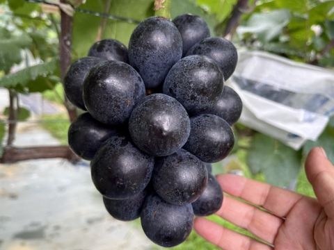 大粒‼︎ナガノパープル　1Kg バラ詰めパック🍇朝取り『種無し、皮ごとOK』