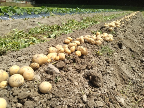 丸オクラとじゃがいもセット【農薬・化学肥料 不使用】大家族向け