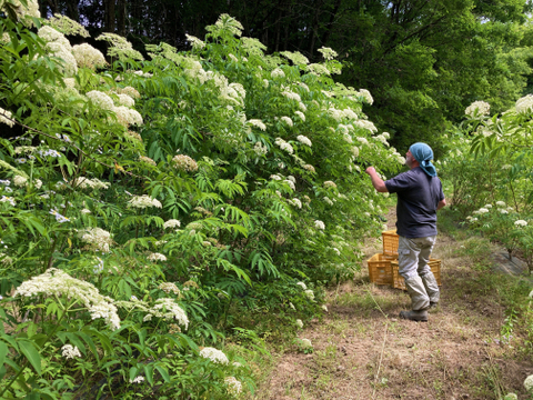 【初夏限定】手摘み生エルダーフラワー 100g｜自然栽培｜手作りコーディアル・シロップ・加工料理用　ご予約受付　発送5月下旬以降　短い季節だけの数量限定のお届け　初めて仕込む方にちょうどよい量です