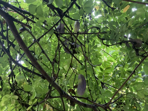 あけび　３キロ　天然　京都産