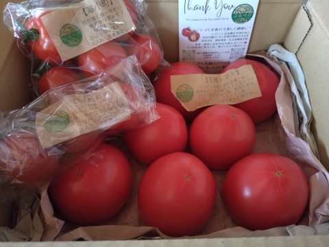 冬の王様トマト🍅赤熟もぎりの【麗月】８～９玉詰め！ ６０size箱 約１.２キロ