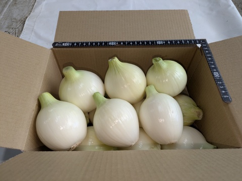 晩生玉ねぎ【豊泉】　福岡産　4kg