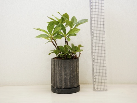 ミニ盆栽【ヤブコウジ × 黒縦陶器】高さ27cm×横18cm（夜市限定）