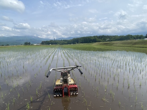 令和7年度産】 農薬・化学肥料・動物性堆肥不使用コシヒカリ玄米100