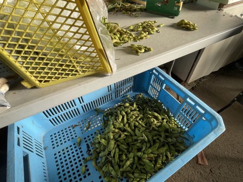 シーズン終盤！丹波黒枝豆（1.2kg）