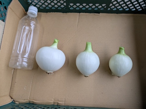 【玄海丸】皮むき玉ねぎ　福岡産　4kg