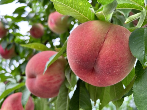 白桃の王様‼️山形産川中島白桃【3キロ13玉】