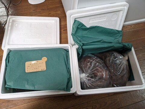 小泊産‼赤なまこ3kg（大、小込み）
4月末まで