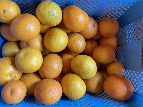 傷もの　自然栽培　八朔 はっさく　紅八朔　混載 10kg