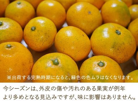 みかん 10kg (Mサイズ 中生/晩生) : 甘味と酸味が調和した濃い味みかん (出荷:12月下旬-1月)