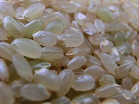 農薬アレルギーの方でも安心！「残留農薬０の米®」玄米ひとめぼれ２０kg
